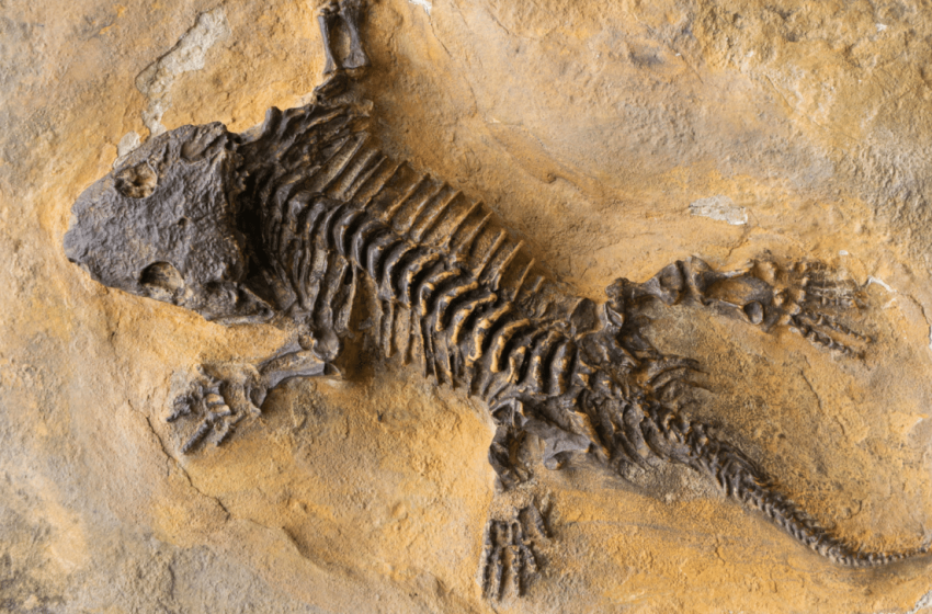  280 Million-Year-Old Fossils Show Large Predators Were Already Hunting Big Herbivores