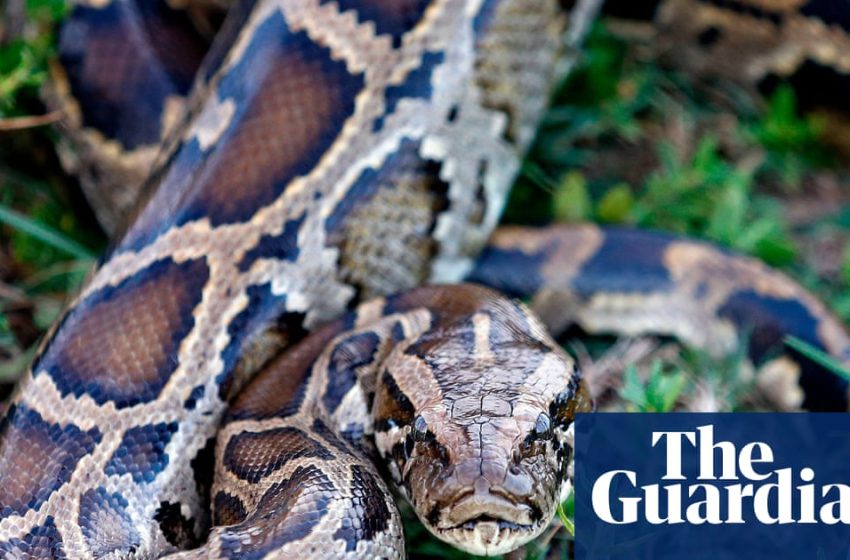  Molecule in python blood could pave way for new obesity drugs, scientists say | Science