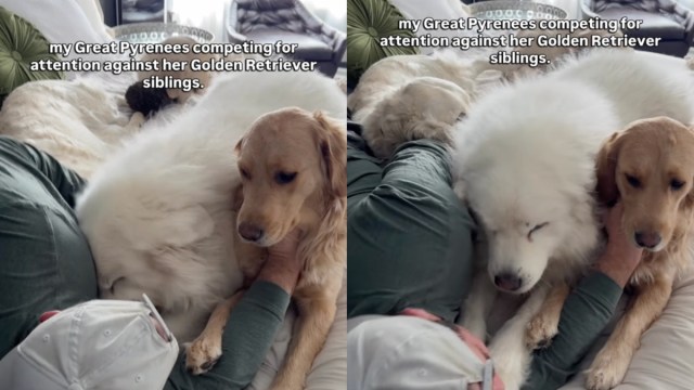  Big Dog Competes With Golden Retriever Siblings for Owner’s Attention