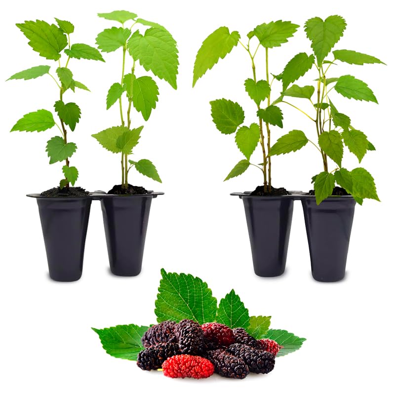 Mulberry Dwarf Everbearing Plant (4 Pack) | Real Live Fruit Plants for Sale| Easy to Grow Live Plants for Organic Gardens | Ideal for Home Gardens, Organic Landscaping, and Indoor or Outdoor Planting.