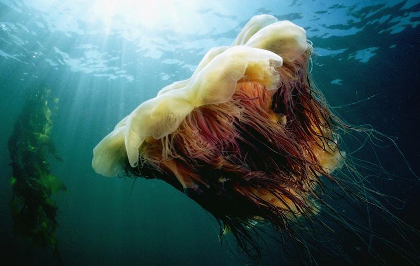  The Longest Animal On Earth Has No Brain, No Bones And 1,200 Stingers — A Biologist Explains