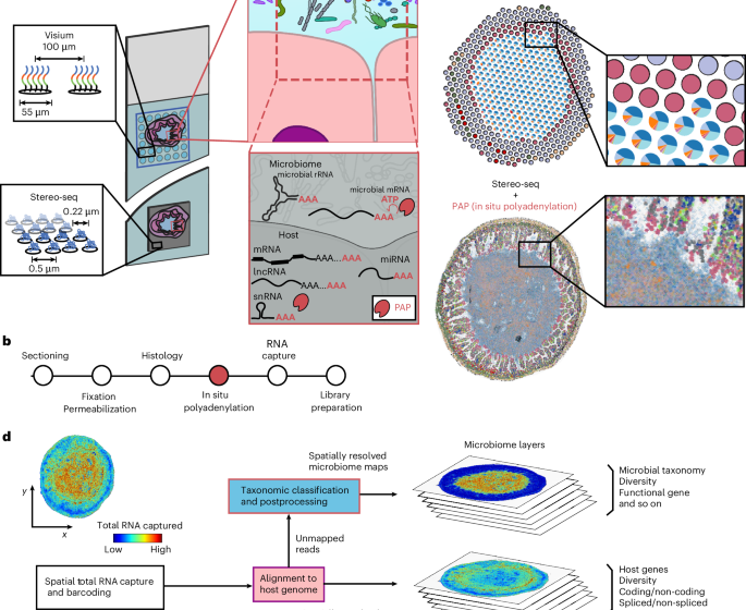  Spatial transcriptomics maps host–gut microbiome biogeography at high resolution
