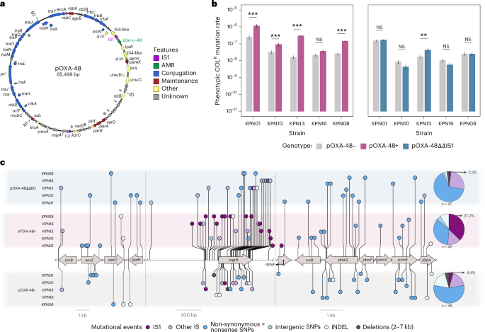  Plasmids promote antimicrobial resistance through insertion sequence-mediated gene inactivation