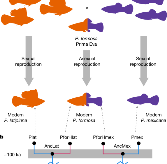  Gene conversion empowers natural selection in a clonal fish species