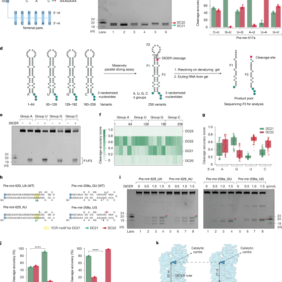  DICER cleavage fidelity is governed by 5′-end binding pockets