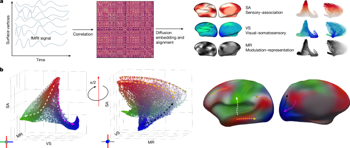  Functional hierarchy of the human neocortex across the lifespan