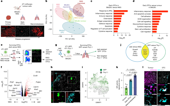  A glucocorticoid–FAS axis controls immune evasion during metastatic seeding