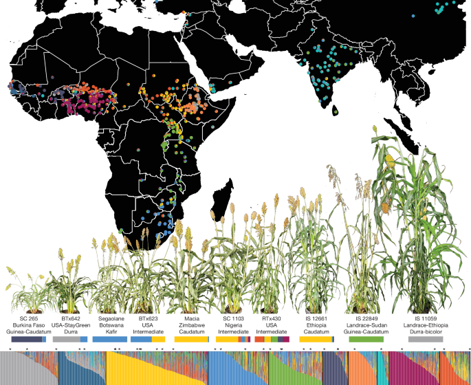 A sorghum pangenome reference improves global crop trait discovery