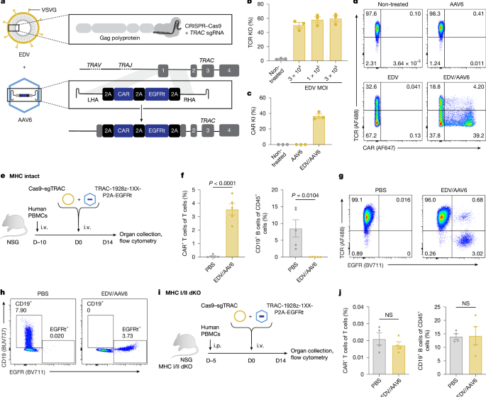  In vivo site-specific engineering to reprogram T cells