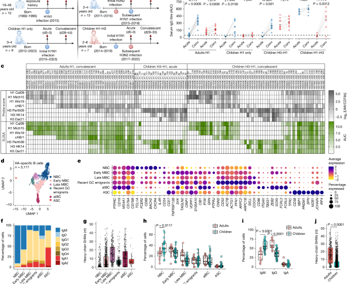  B cell imprinting in children impairs antibodies to the haemagglutinin stalk