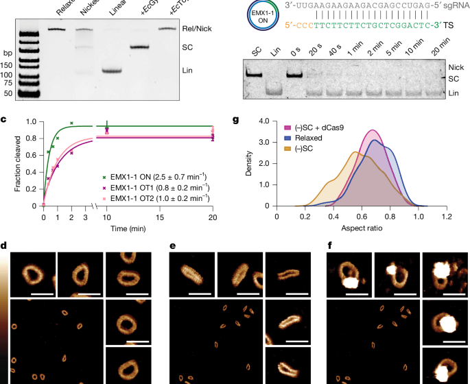  Structural basis of supercoiling-induced CRISPR–Cas9 off-target activity