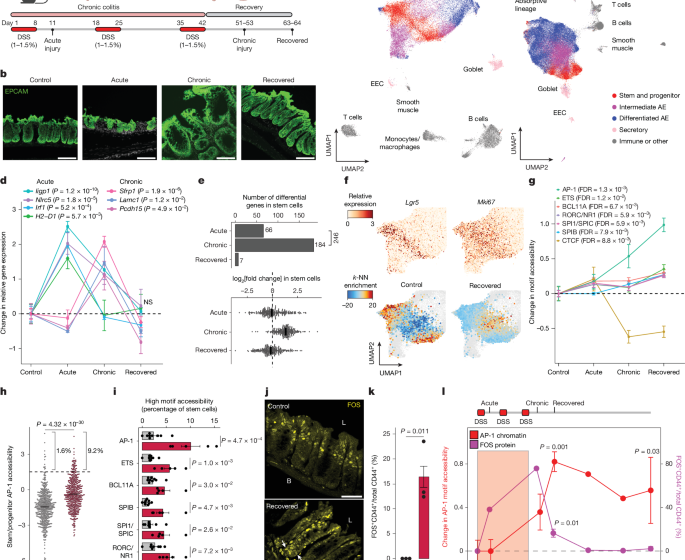  Epigenetic memory of colitis promotes tumour growth