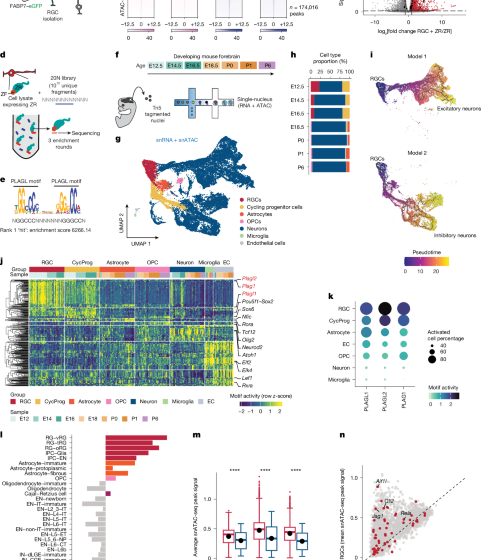  Dominant clones leverage developmental epigenomic states to drive ependymoma