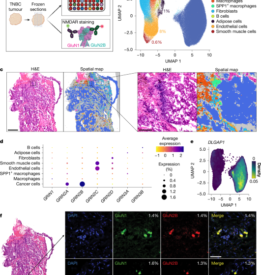  Ectopic NMDAR expression in cancer unmasks germline-encoded autoimmunity