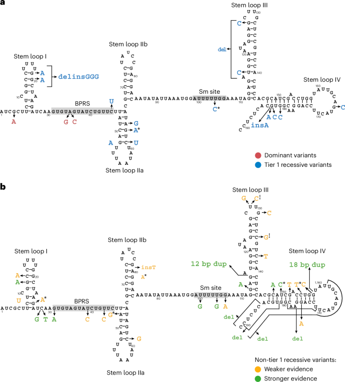 Fig. 5: Locations of the possibly pathogenic variants in RNU2-2.