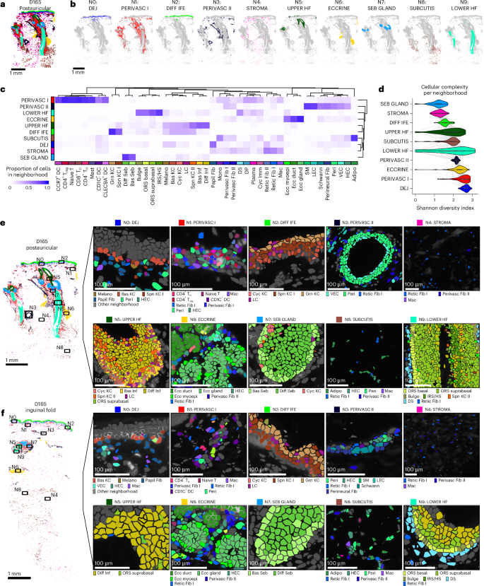 Fig. 3: Multicellular spatial neighborhoods define cell composition and localization.