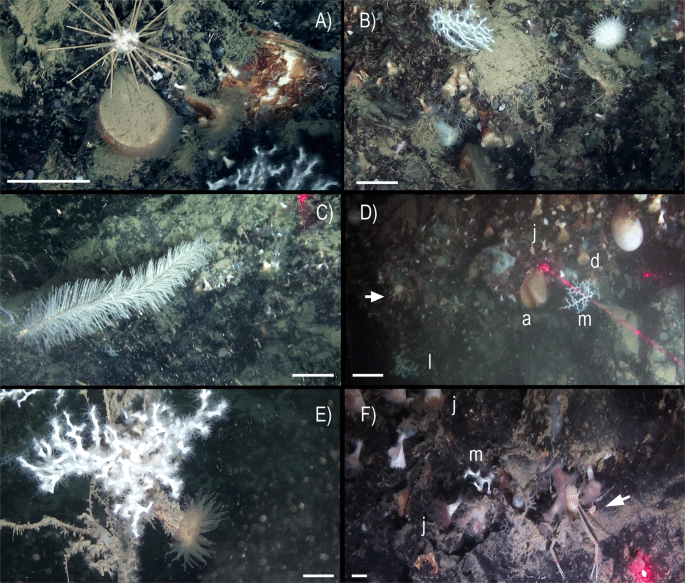 41598 2019 39655 Fig3 Html