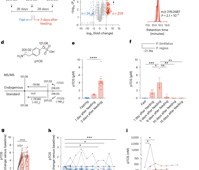  Python metabolomics uncovers a conserved postprandial metabolite and gut–brain feeding pathway