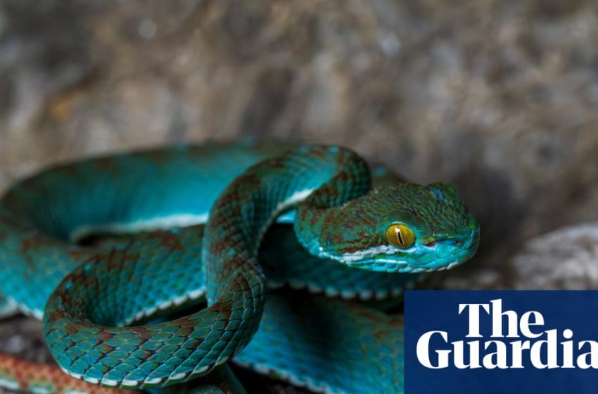  Secrets of the karst: new species found in Cambodia’s limestone caves – in pictures – The Guardian