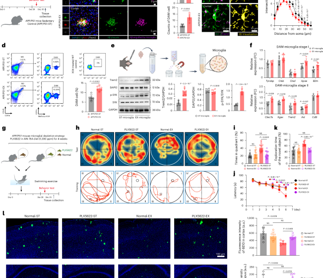  Exercise alleviates cognitive dysfunction in Alzheimer’s disease mice via skeletal muscle-derived extracellular vesicles that enhance plaque clearance by microglia