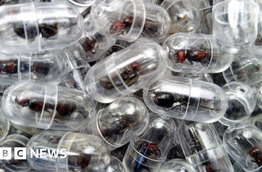  Chinese national arrested over attempt to smuggle 2,000 queen ants from Kenya – BBC