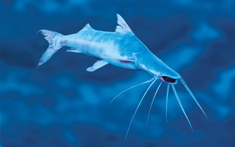The slobbering catfish is another of the migratory species covered in the action plan.