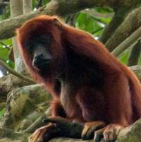  Health Ministry confirms Yellow Fever in Howler Monkey | News Extra