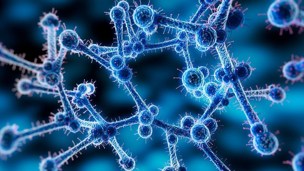 Photo Credit: Dr. Schaffner{p}{/p}