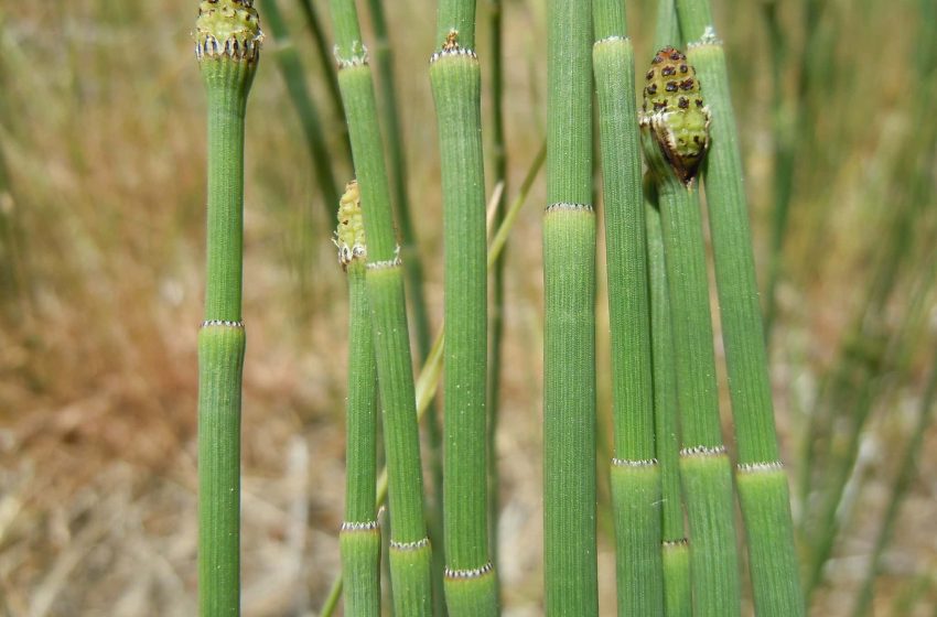  Ancient Weed Contains Water So Strange That Scientists Thought It Came From a Meteorite