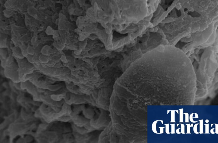  Sperm get lost in space, Australian research into microgravity impacts suggests | Space