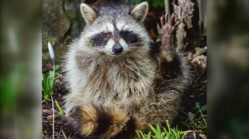 If untreated, raccoon roundworm can cause severe health complications, including brain damage and death.  / Credit: CBS LA