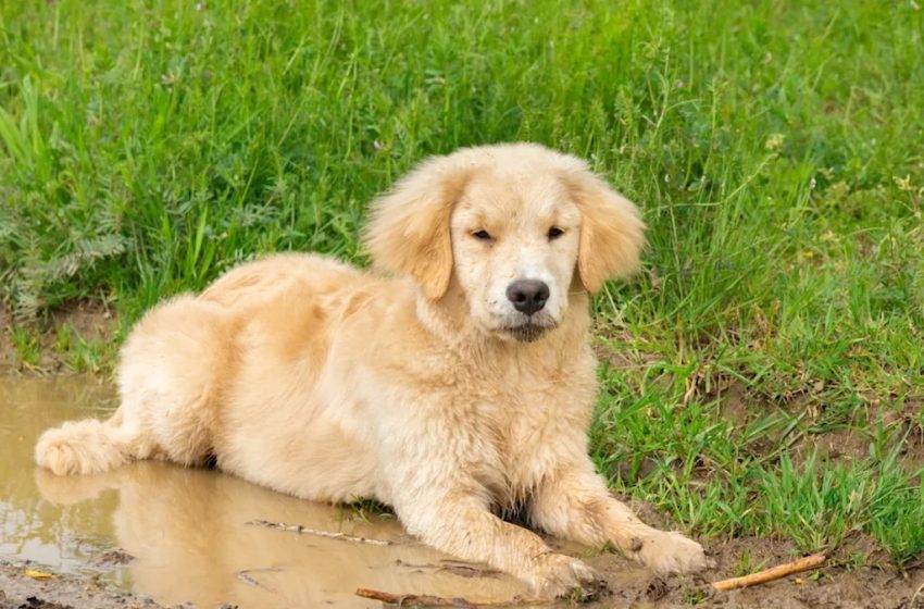  Golden Retriever Puppy Blowing Bubbles in His Mud Bath Has Exactly Zero Regrets