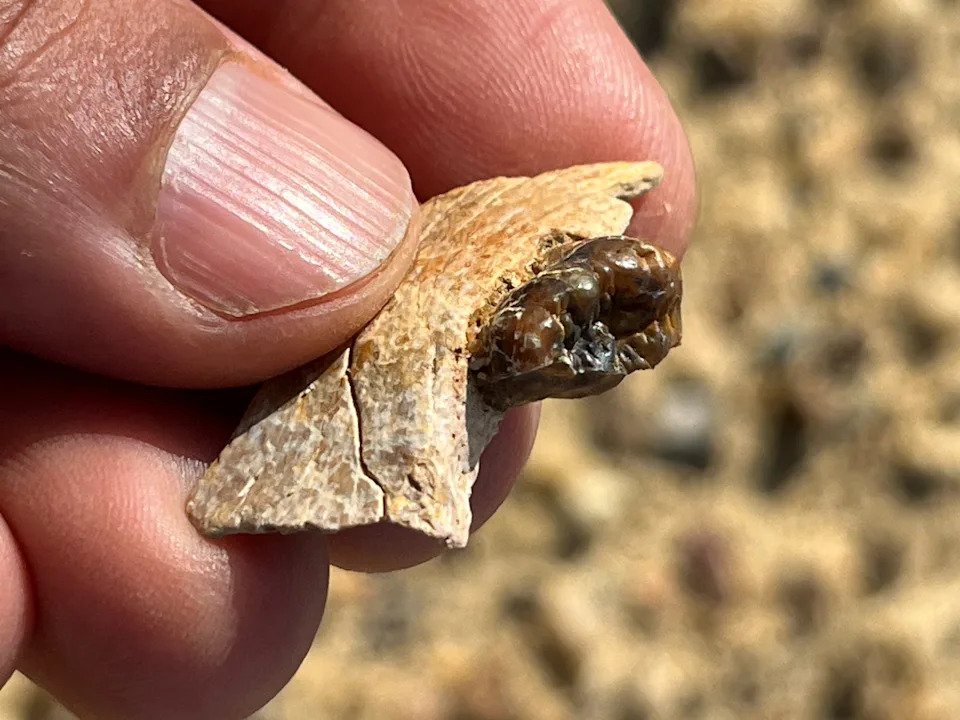 A close up of a white bone fragment with a shiny brown tooth embedded in it. The fragment is held in someone's hand