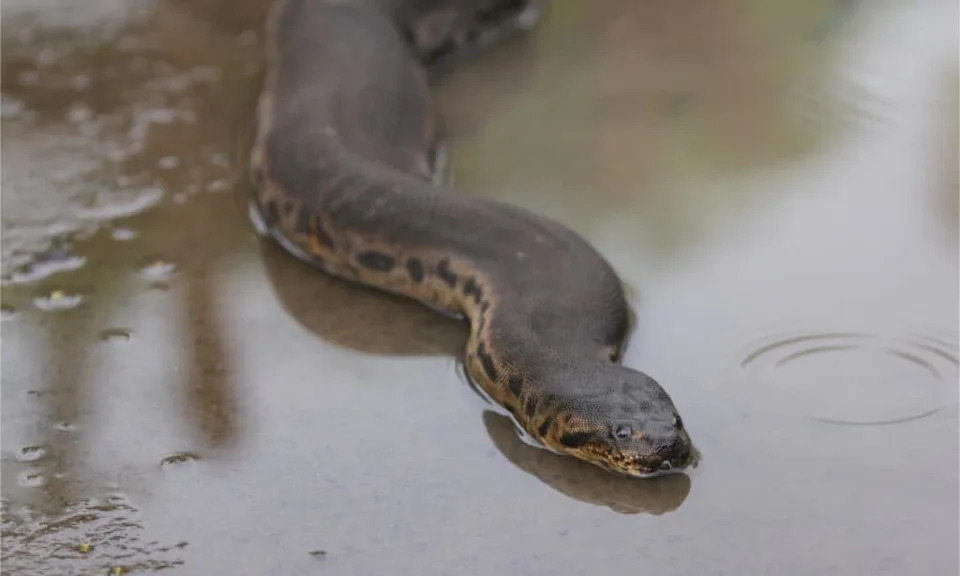 <p>Paradoxophidion might be an early member of the Acrochordidae family.</p><p class="copyright">©Mufti Adi Utomo/Shutterstock.com</p>