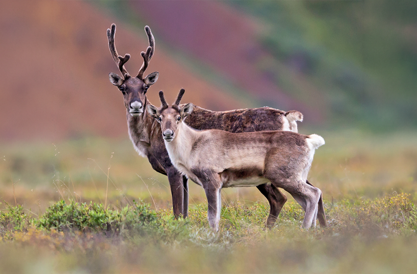  The Surprising Reason Female Caribou Grow Antlers