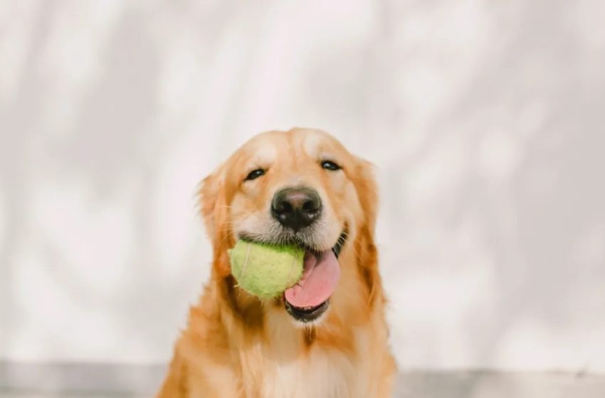  Golden Retriever Can’t Find His Ball, Which Is in the Most Obvious Place Possible