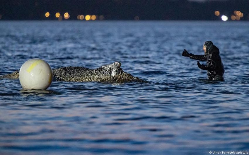  Whale swims to freedom after days stranded on German beach