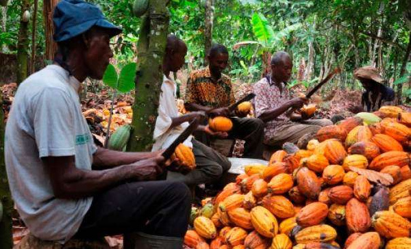  Ivory Coast cocoa price reduction takes effect March 1
