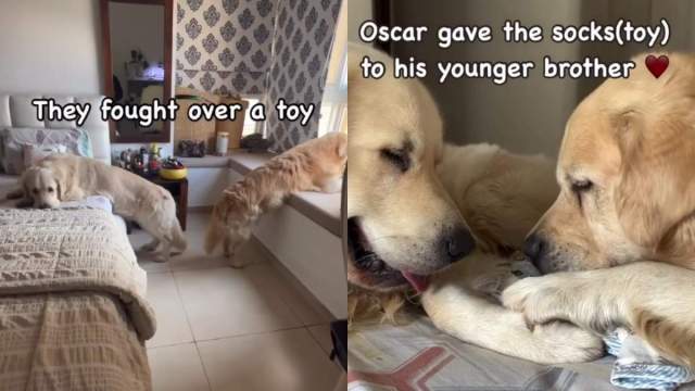  Dog Siblings Make up Quickly After Fight Over Toy