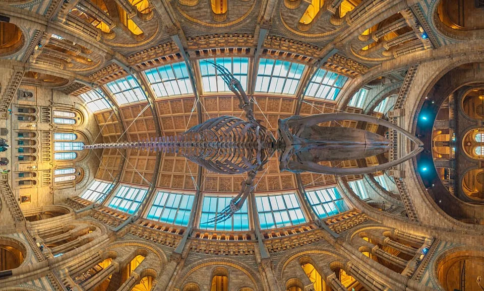 natural history museum, blue whale