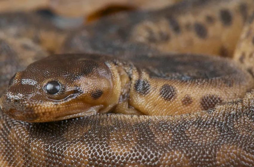  This 37-Million-Year-Old ‘Paradox Snake’ Sat in a Museum Drawer for 40 Years Before Scientists Realized It Was New