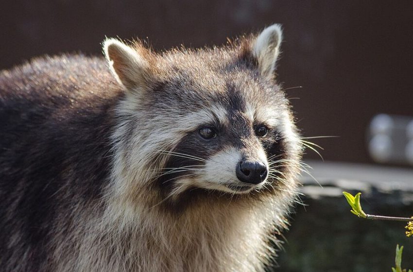  Chapel Hill raccoon tests positive for rabies, Orange County Animal Services says :: WRAL.com