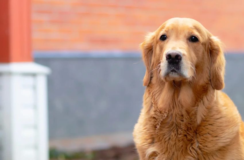  Golden Retriever Expressing ‘Betrayal’ After Family Goes on Vacation Couldn’t Be More Pitiful
