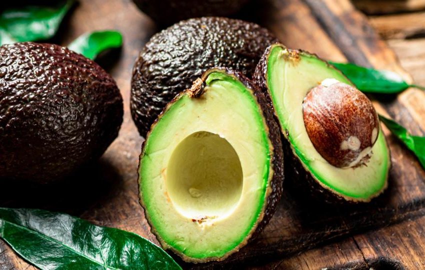  Meet The Giant Sloths That Gave Us Avocados — An Evolutionary Biologist Explains