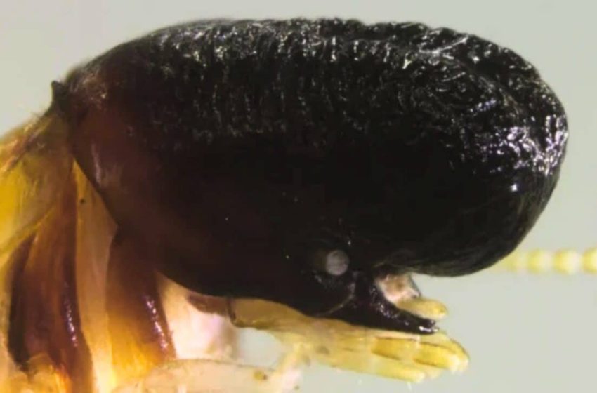  Eight Meters up in the Rainforest, Scientists Just Found a Creature with the Face of Moby Dick