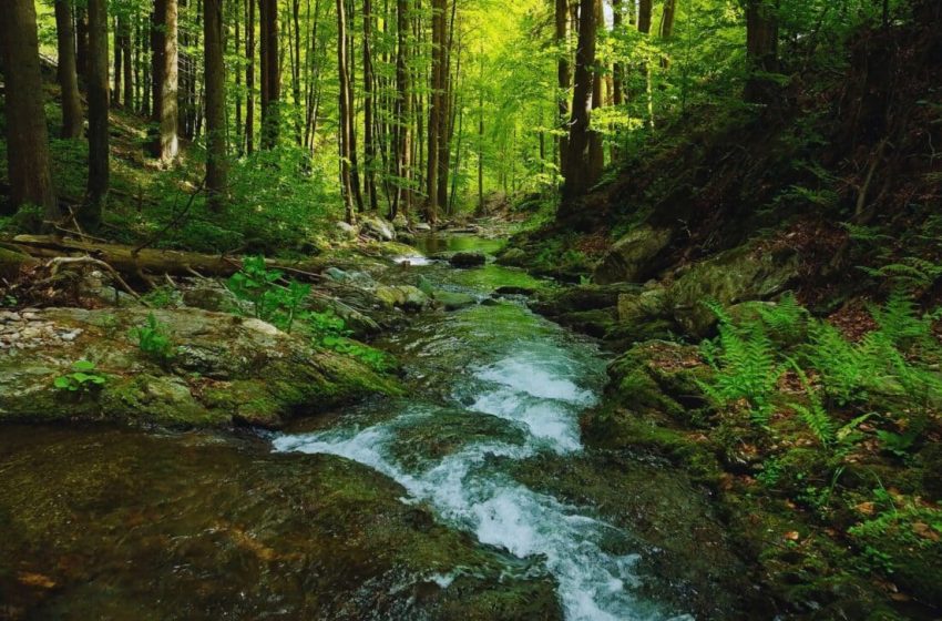  A Woman Found This Massive Stone in a Stream, It’s Now Ranked Among the Largest Intact Amber Ever Discovered