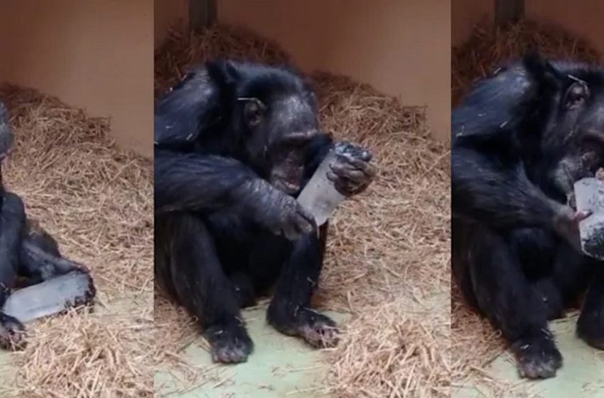  Chimps’ Love for Crystals Could Help Us Understand Our Own Ancestors’ Fascination with These Stones