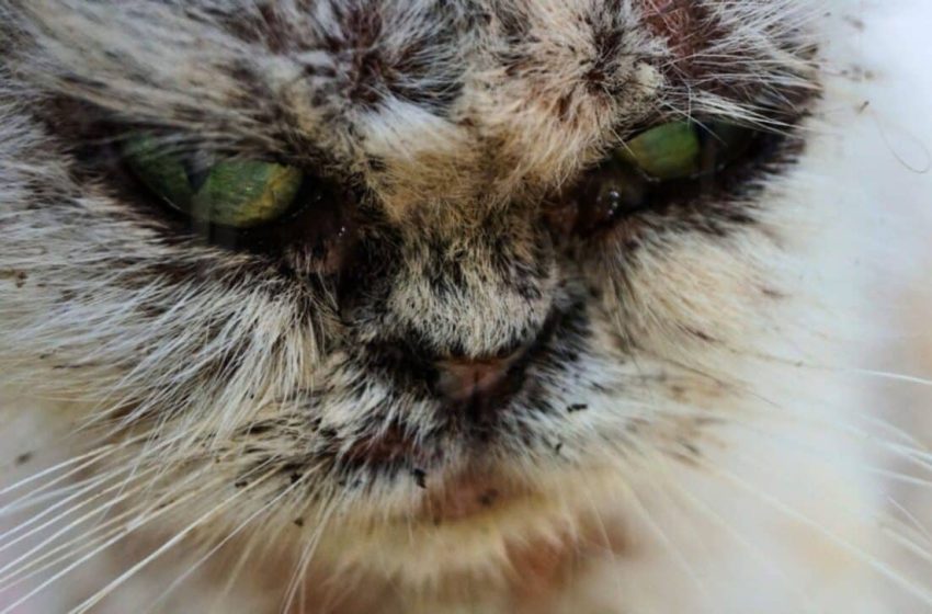  A Flesh-Eating Fungus Spreading from Cats to Humans Has Been Detected, and It’s Expanding Fast