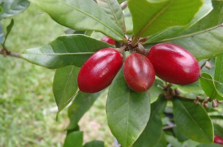  The ‘Miracle Berry’ Helps Chemo Patients Remove Metallic Taste So They Can Enjoy Food Again