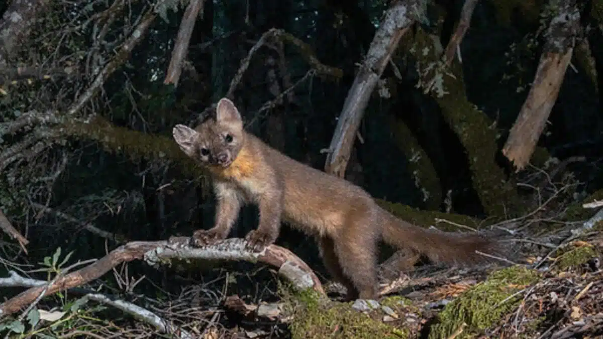 A Rare Glimpse Of The Elusive Coastal Marten, Captured In Its Natural Habitat.